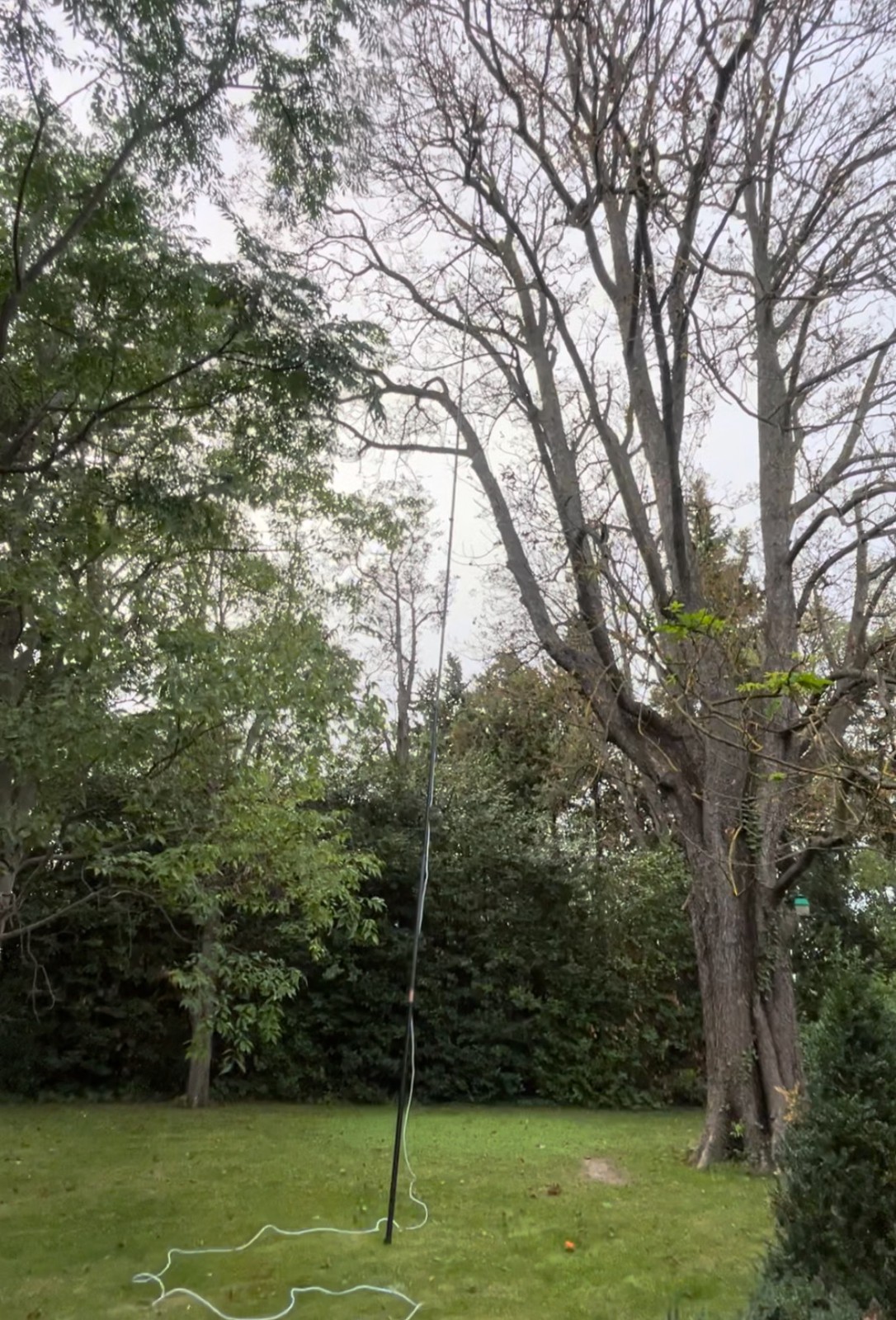 Traitement de Désinsectisation d'un nid de Frelons dans un arbre à une hauteur de 20 mètres dans la ville de Saint Etienne du Grès