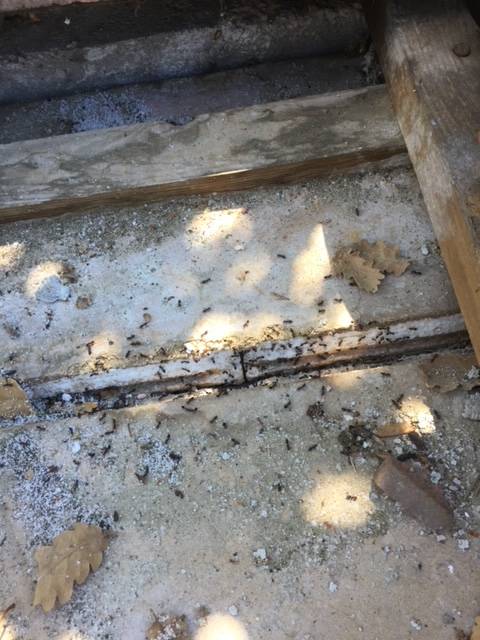 Experts pour éliminer les fourmis à St Rémy de Provence