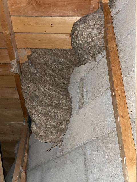 Nid de guêpes dans les combles dans une maison à St Rémy dans les Alpilles
