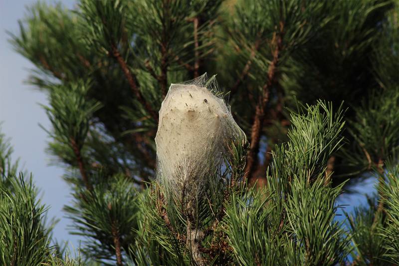 Spécialiste de la dératisation et la désinsectisation et du traitement des punaises de lit à Marseille et Aix en Provence
