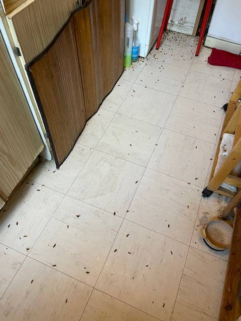 Désinfecter une cuisine de cafards à Bandol