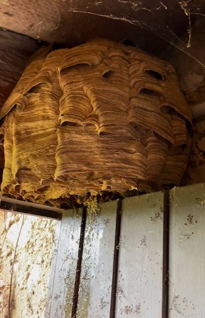 Elimination de nid de frelons à Aix en Provence