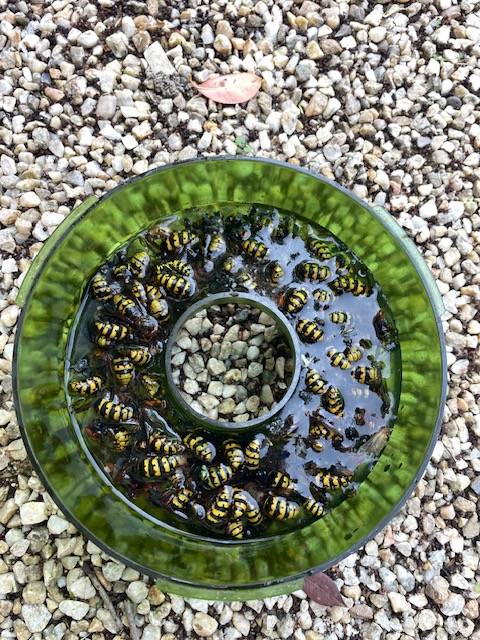 Pièges à frelon et guêpes par Eden Vert 3D à Marseille