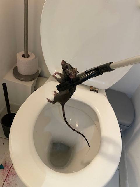 Elimination de rats souris dans un immeuble résidentiel à Marseille